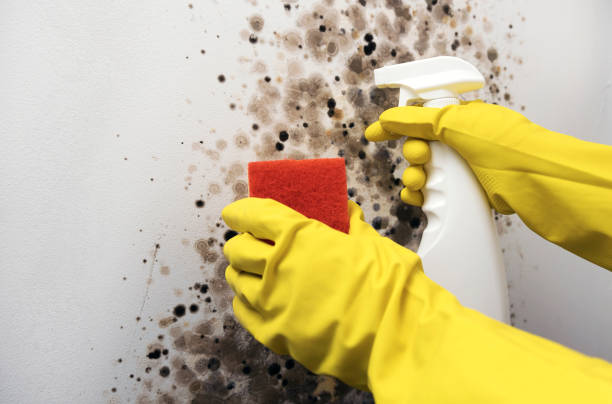Professional Mold Removal in Clifton Heights, PA