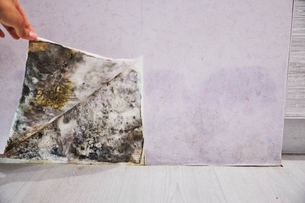 Best Black Mold Removal  in Clifton Heights, PA